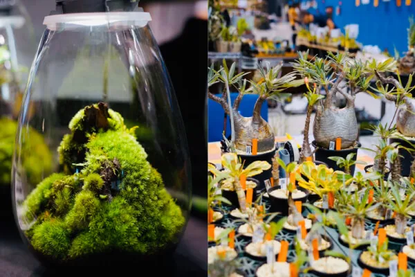 Mosslight-LED（左）　ISHII PLANTS NURSERY（右）